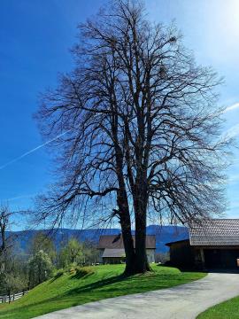 Hlebova lipa na Rdečem Bregu